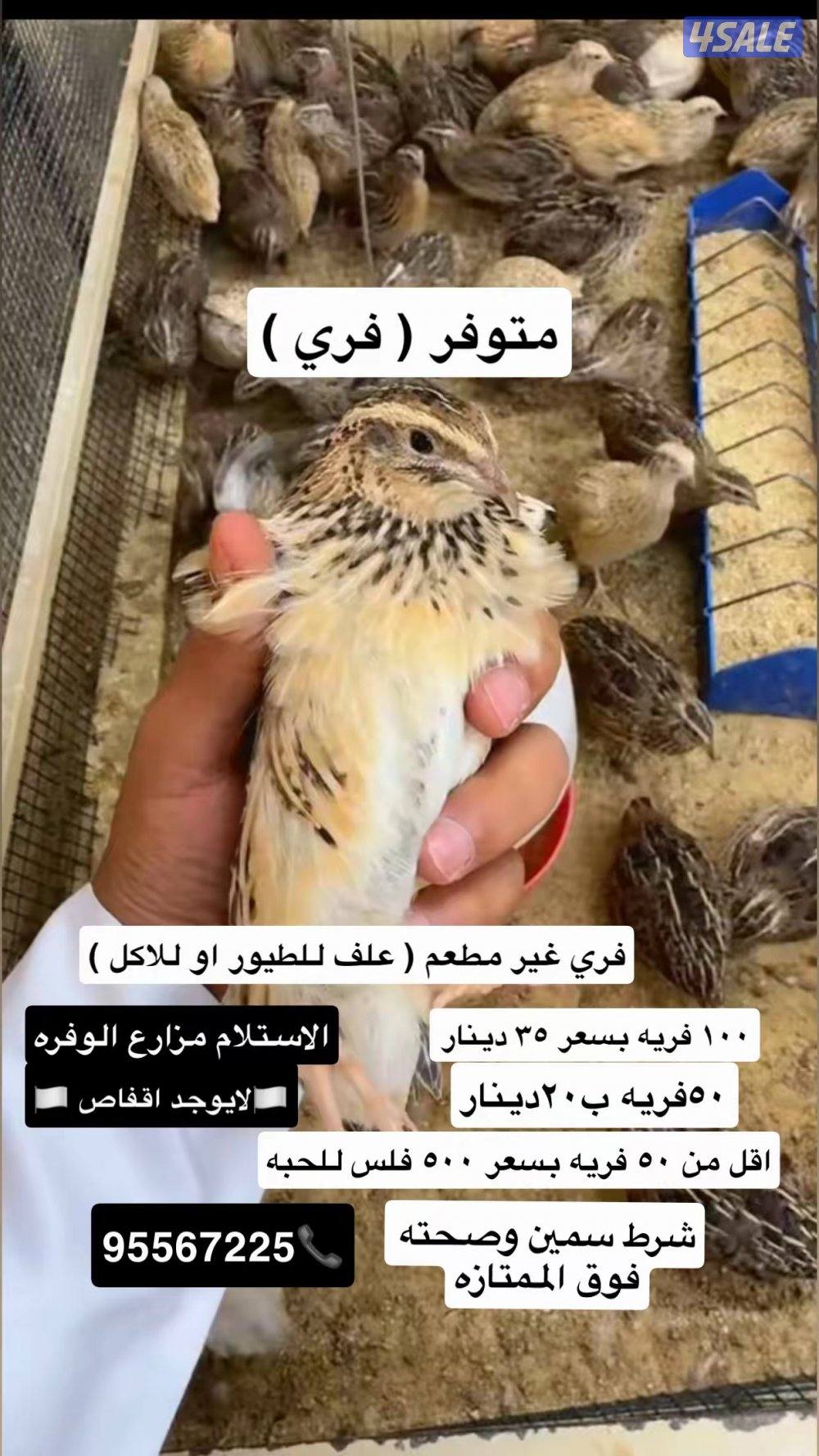 للبيع سمان فري0
