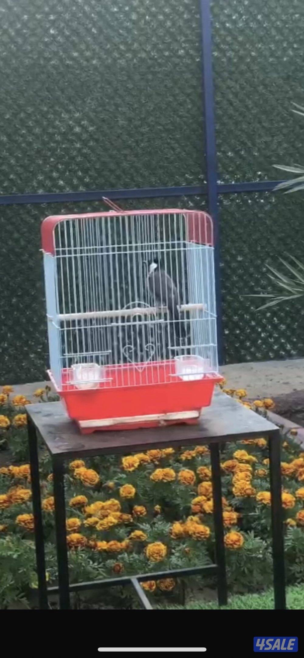 مطلوب بلبل ربوه جامبو0