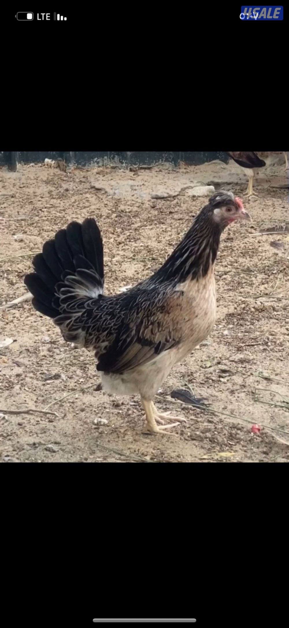 للبيع دجاج + اطباق بيض0