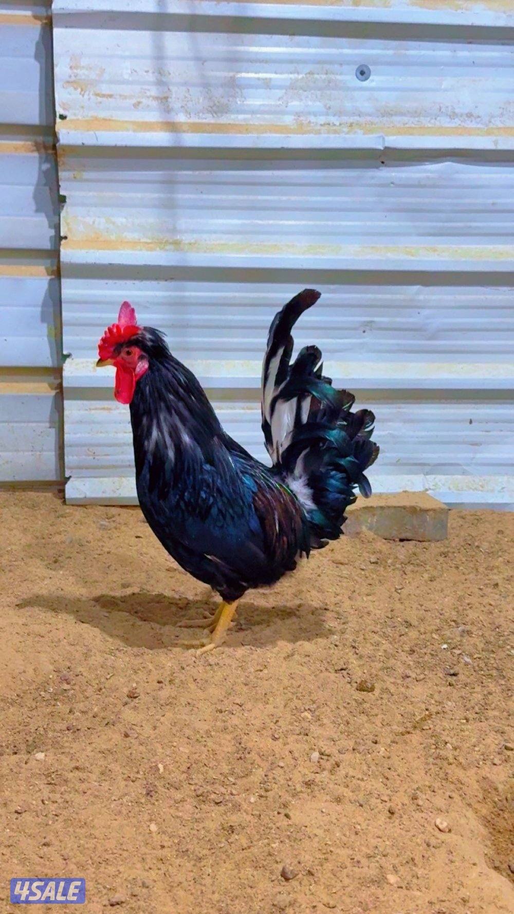 للبيع دجاج + اطباق بيض1