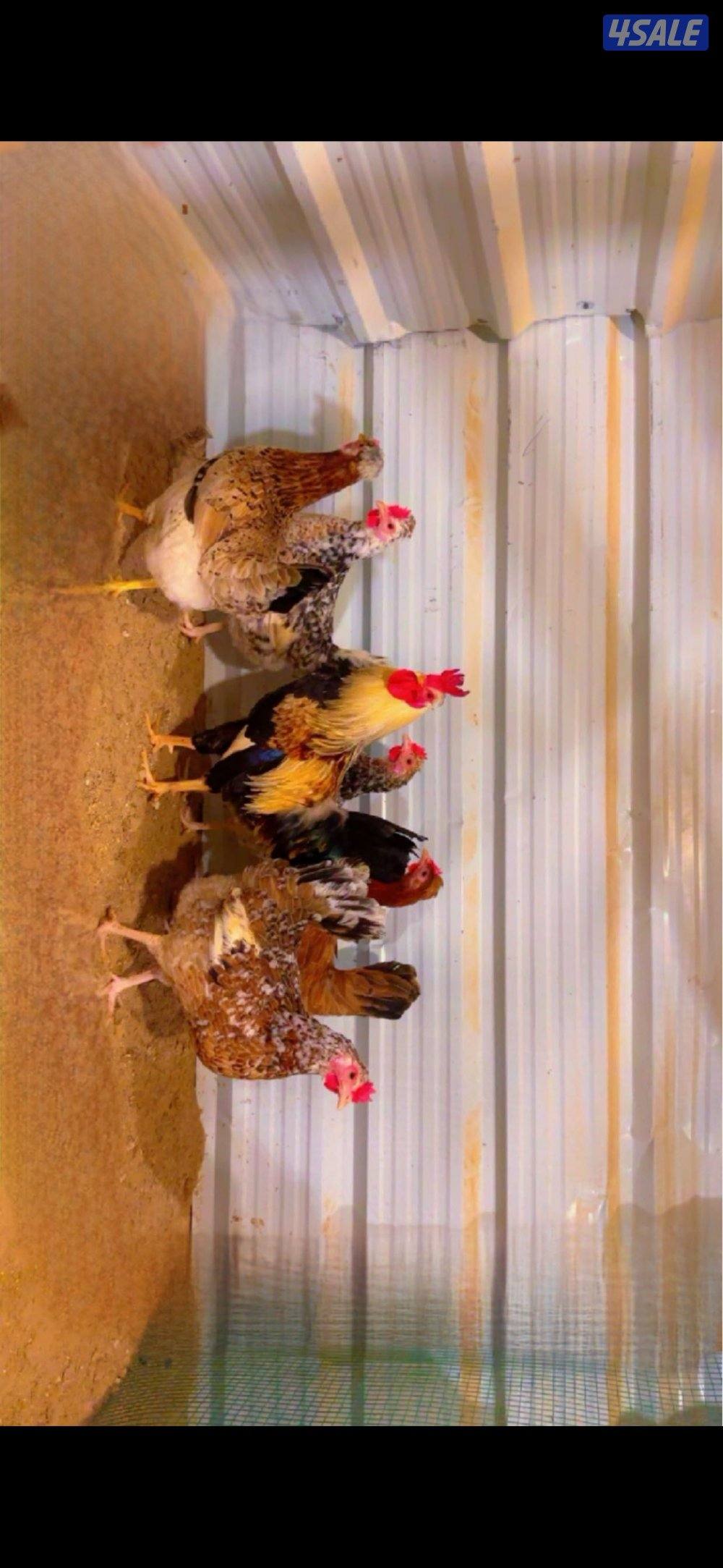 للبيع دجاج + اطباق بيض3