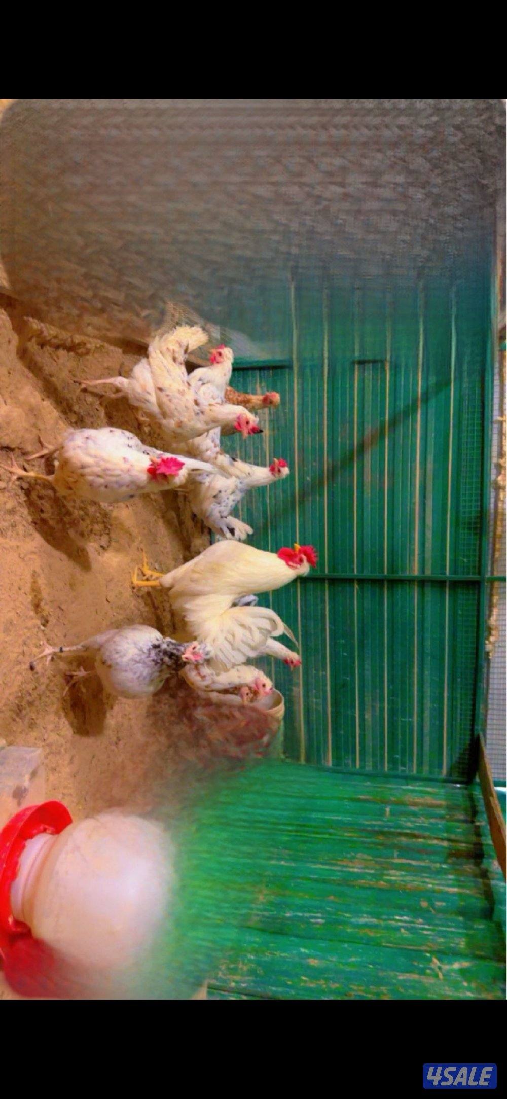 للبيع دجاج + اطباق بيض5