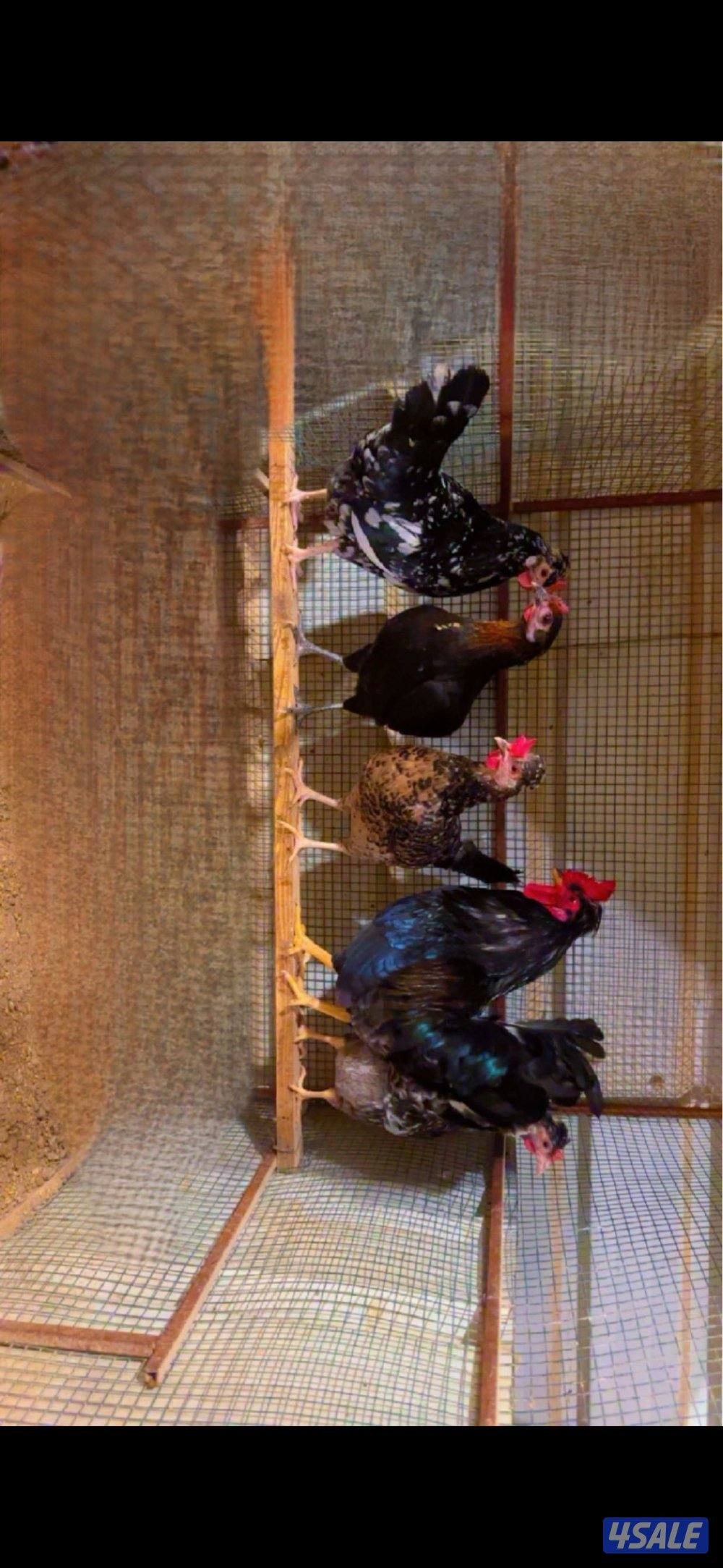 للبيع دجاج + اطباق بيض6