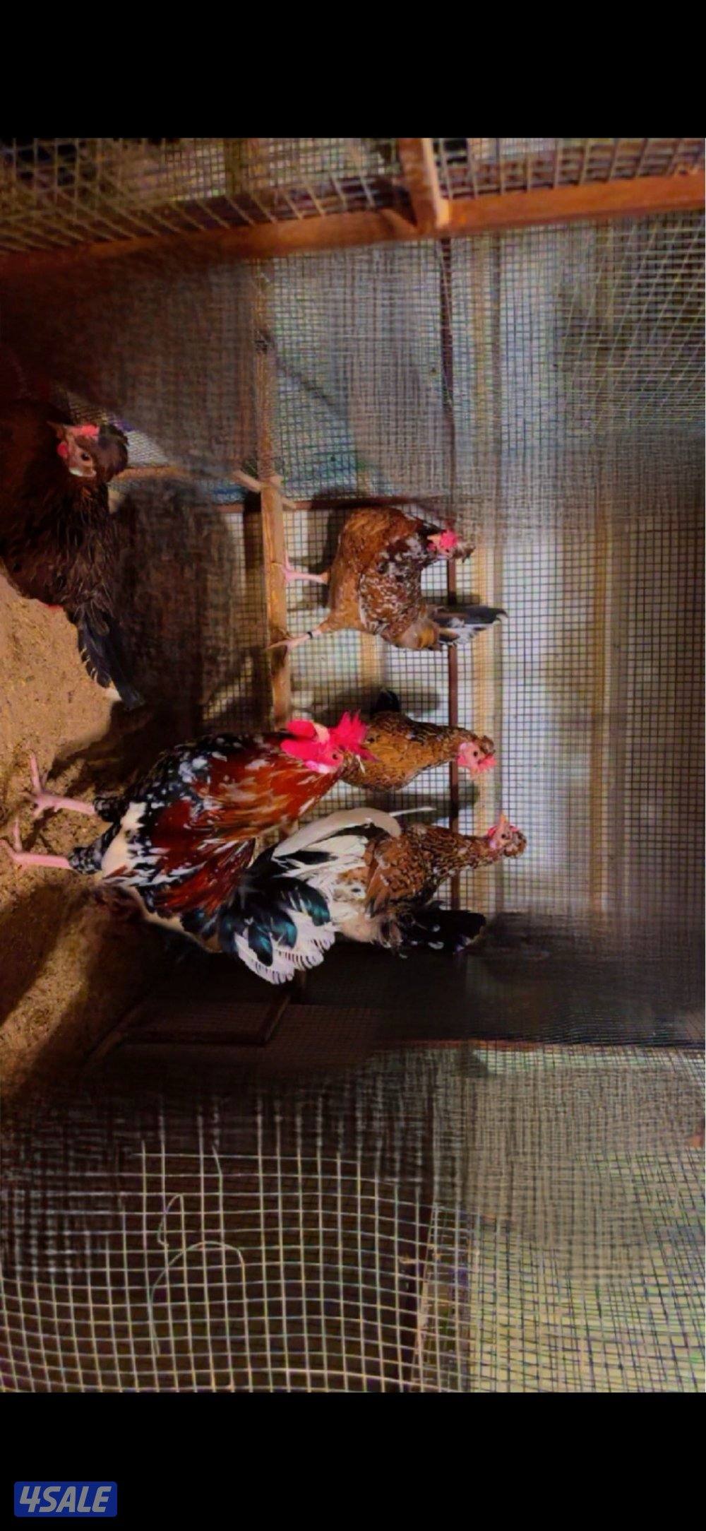 للبيع دجاج + اطباق بيض8