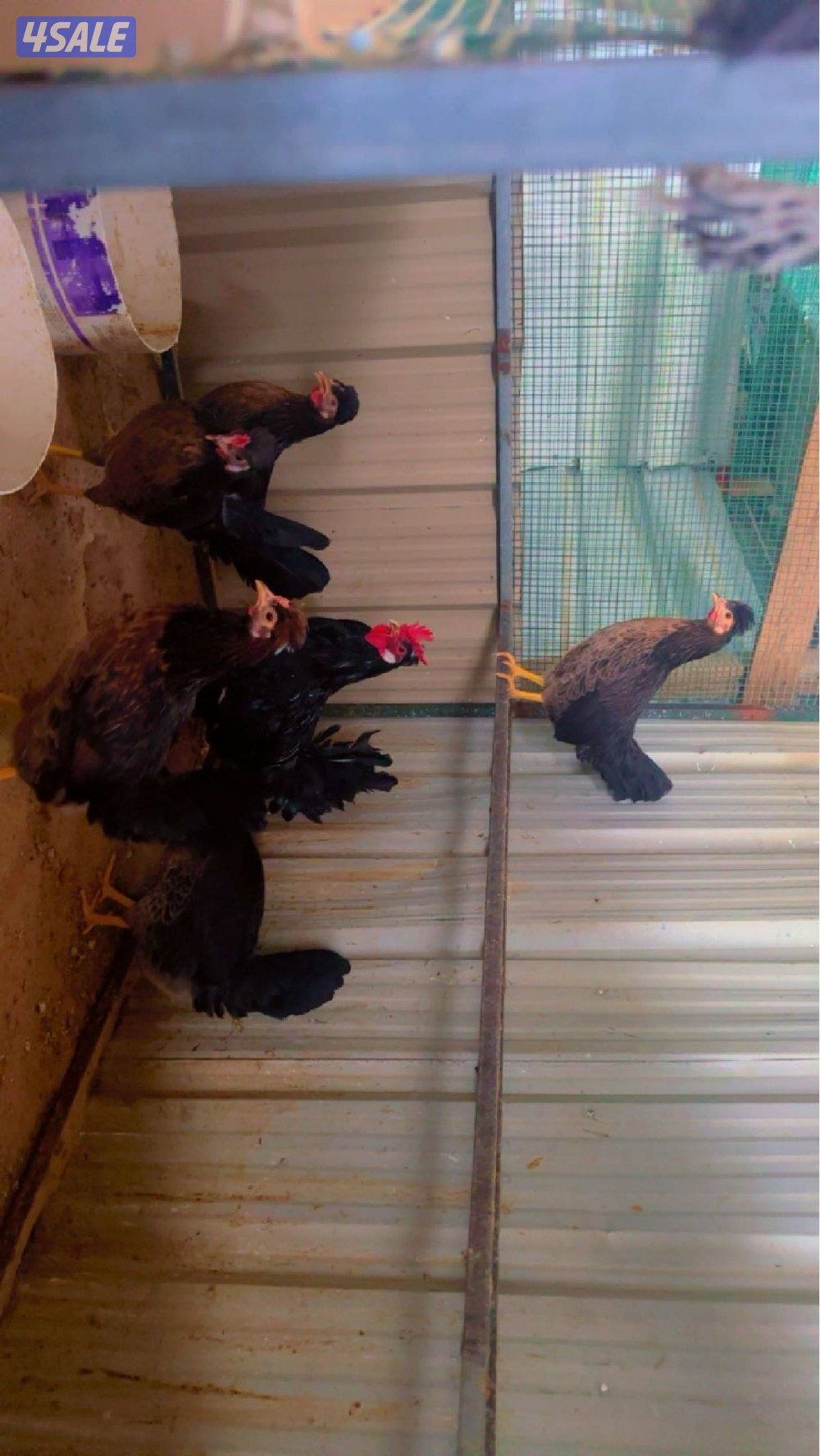 للبيع دجاج + اطباق بيض9