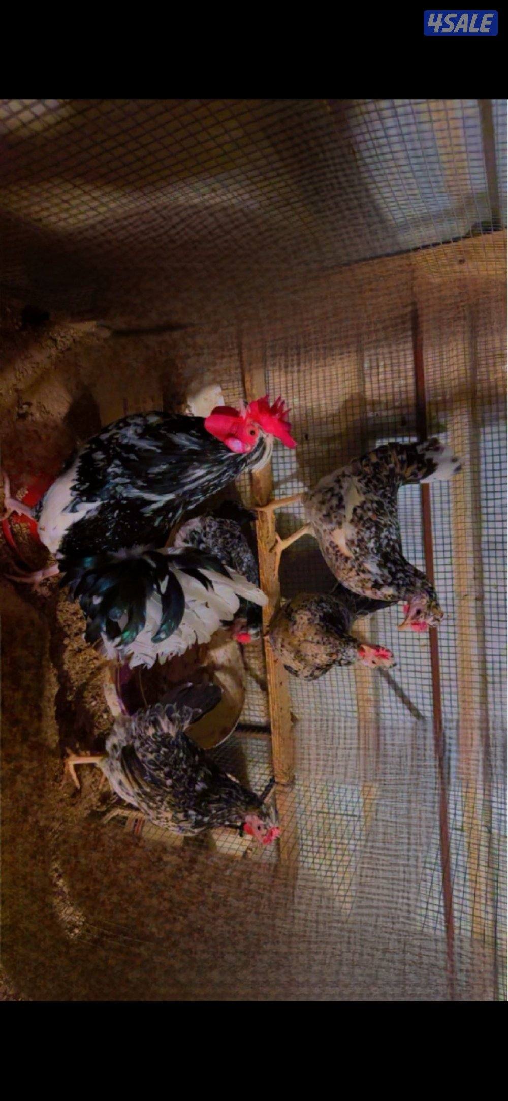 للبيع دجاج + اطباق بيض10