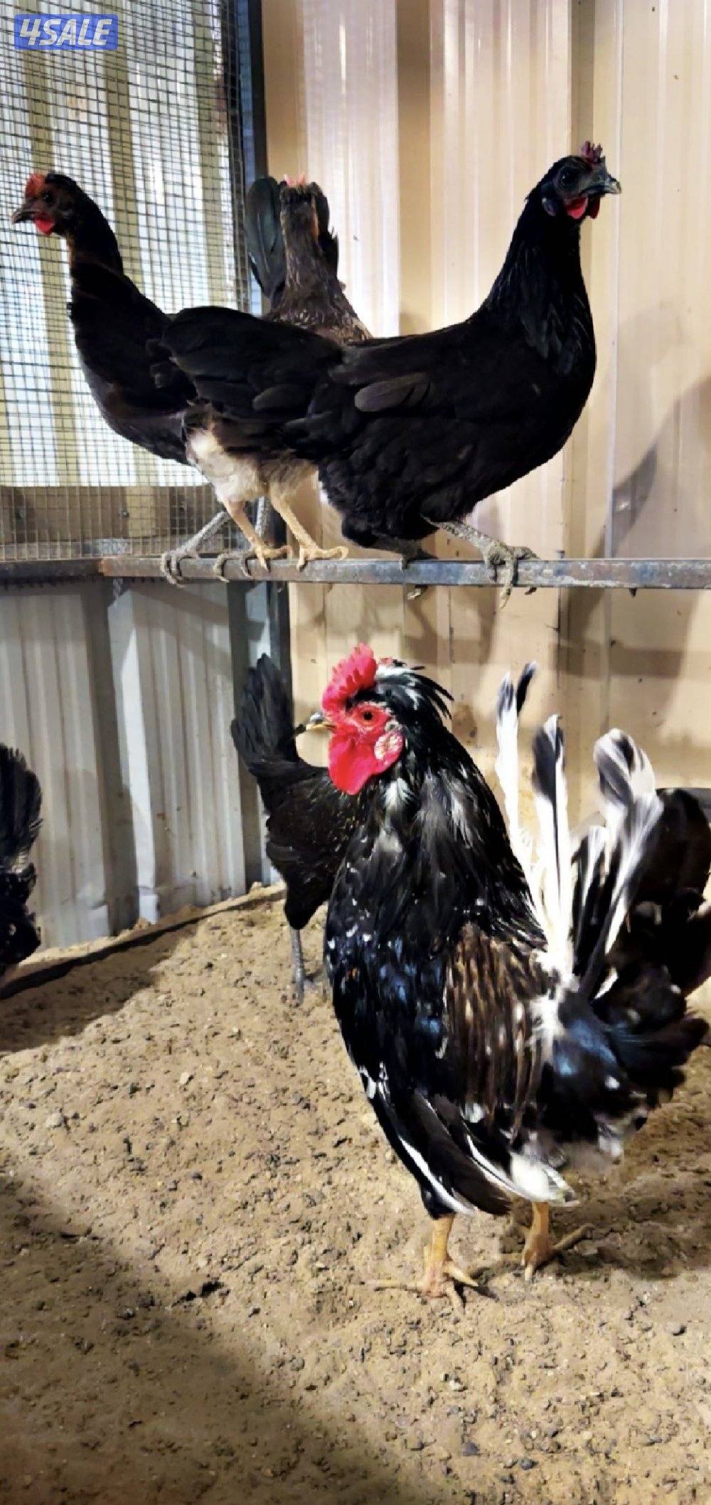 للبيع دجاج + اطباق بيض11