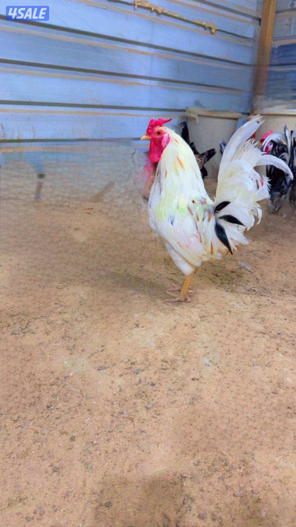 للبيع دجاج + اطباق بيض12