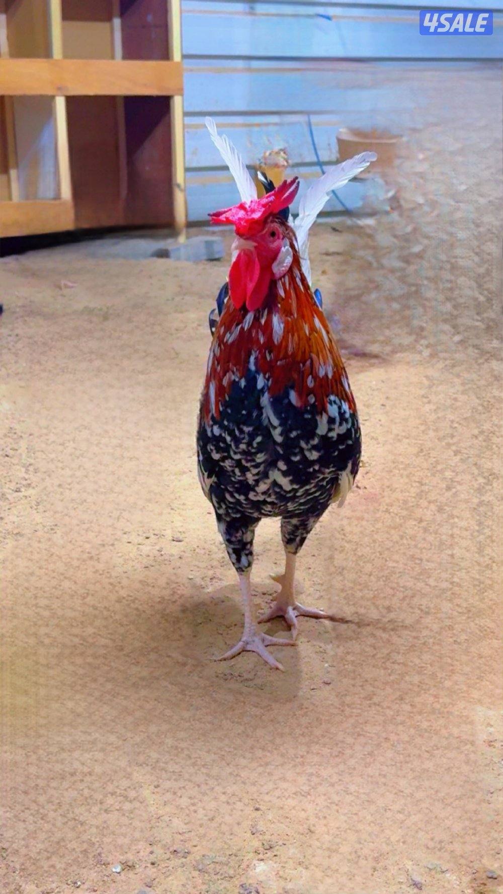 للبيع دجاج + اطباق بيض14