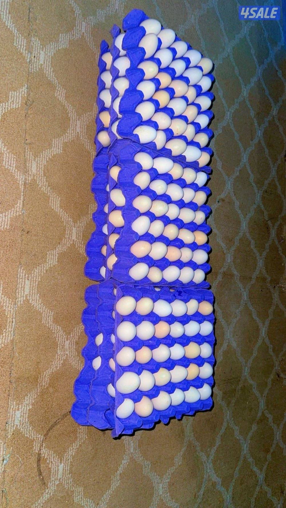 للبيع دجاج + اطباق بيض15