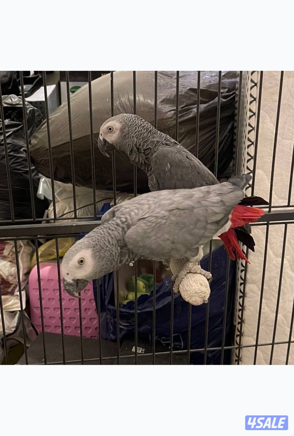 للبيع يوز كاسكو منتج0