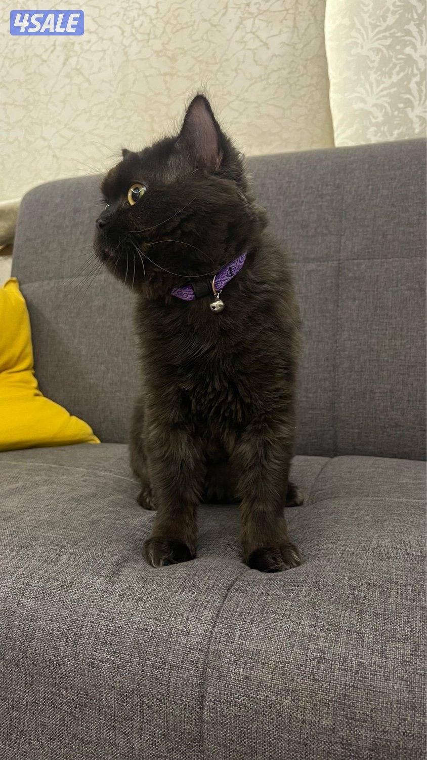 للتبني قط ذكر1