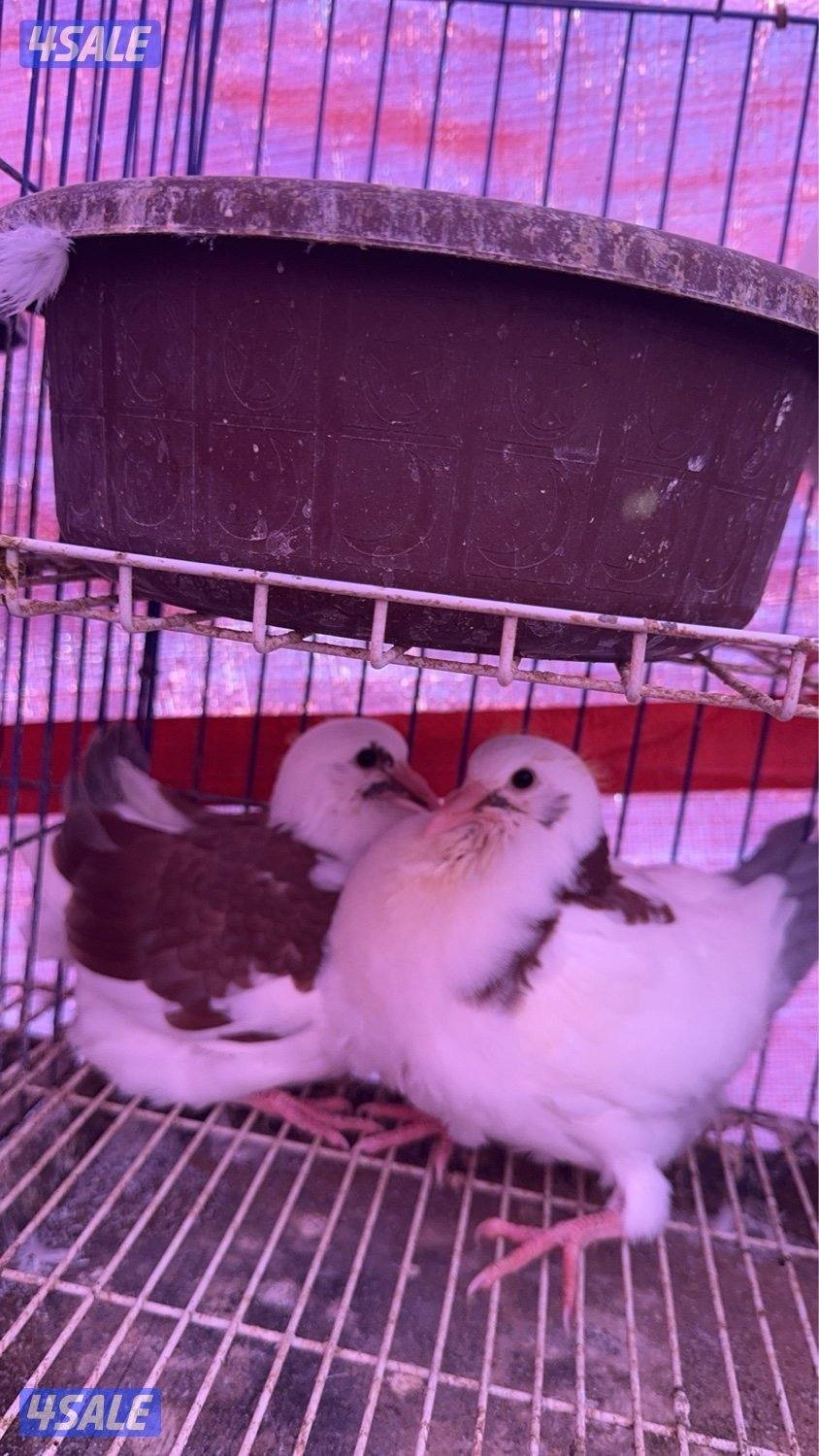 فروخ حمام زاجل + لاحم خصوصي جاهز للاكل شرط السمنه والحجم توصيل سريع1