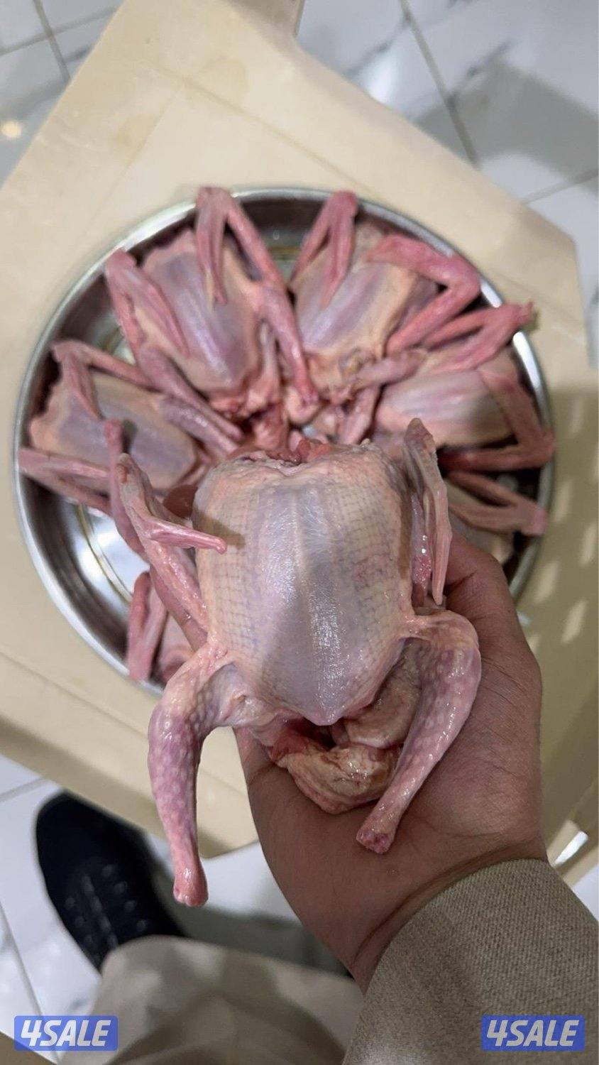 فروخ حمام زاجل + لاحم خصوصي جاهز للاكل شرط السمنه والحجم توصيل سريع0