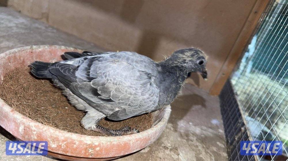 فروخ حمام زاجل + لاحم خصوصي جاهز للاكل شرط السمنه والحجم توصيل سريع2