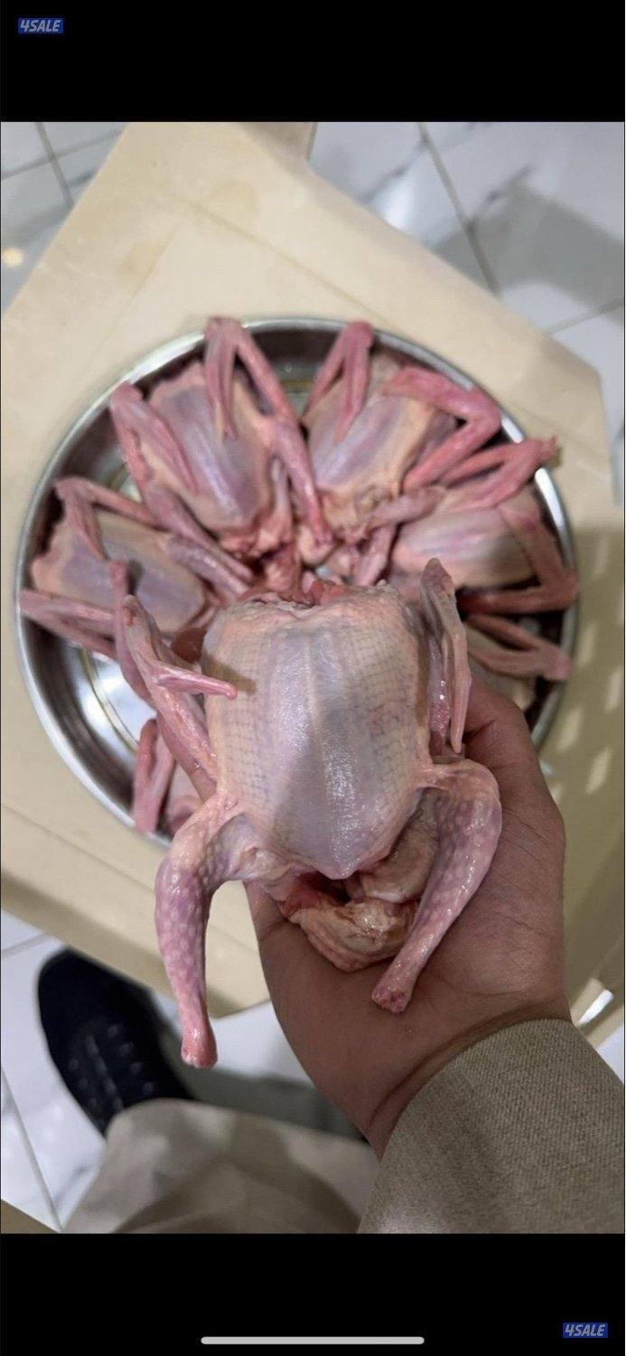 جاهز للاكل + فروخ حمام زاجل + لاحم خصوصي جاهز للاكل يوجد توصيل سريع 🚗0