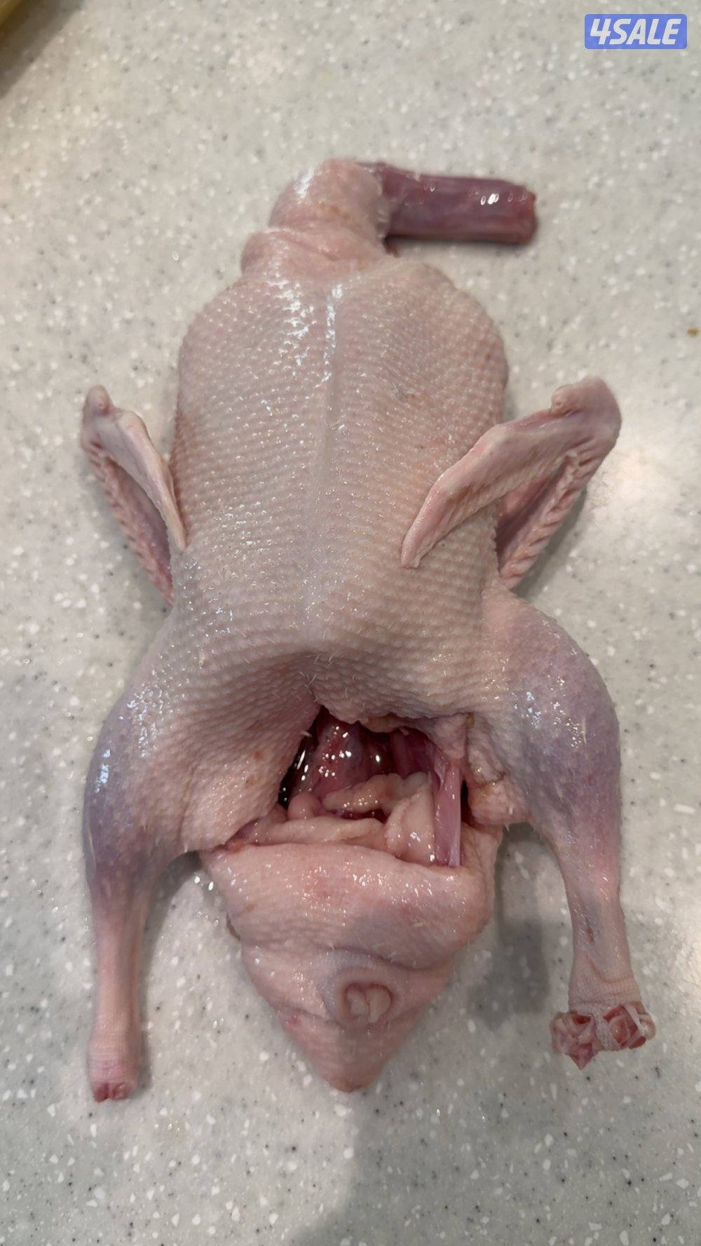 جاهز للاكل + فروخ حمام زاجل + لاحم خصوصي جاهز للاكل يوجد توصيل سريع 🚗1