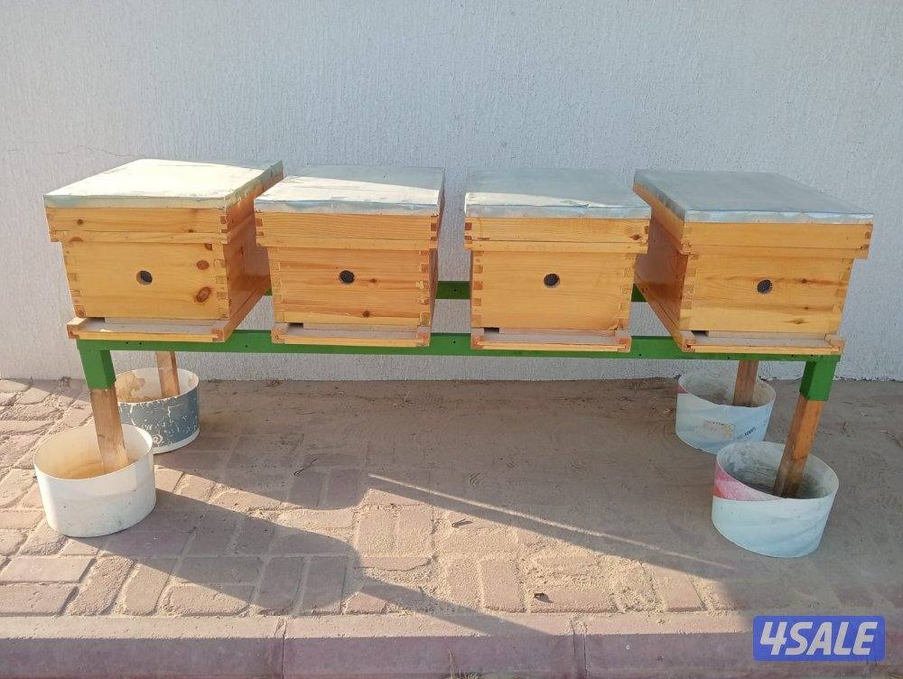 اربع صناديق نحل مع الكرسي0