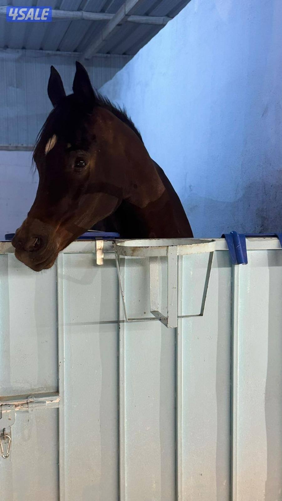 فرس واهو مكس0