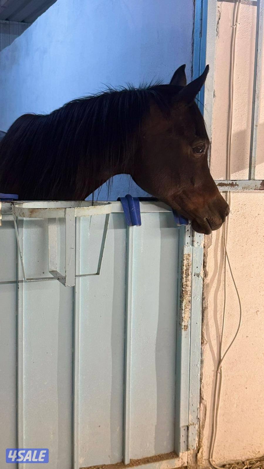 فرس واهو مكس1