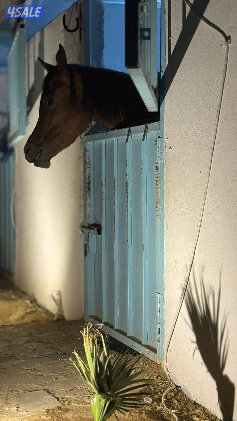 فرس واهو مكس2