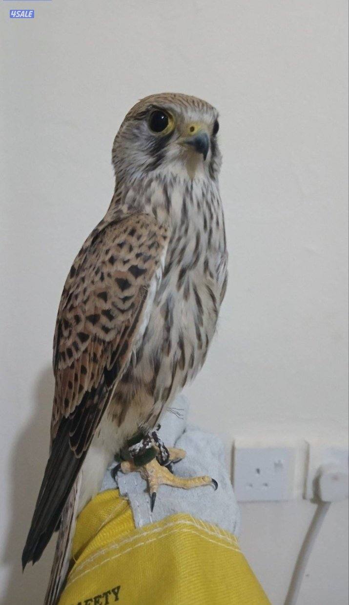 للبيع طير حر0