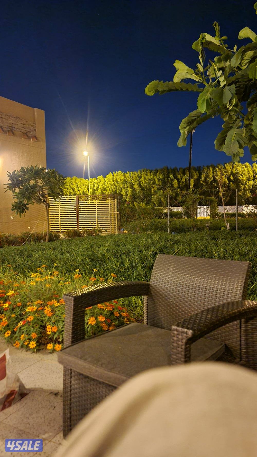 صينية نبات السيسيفيم الزاحف1