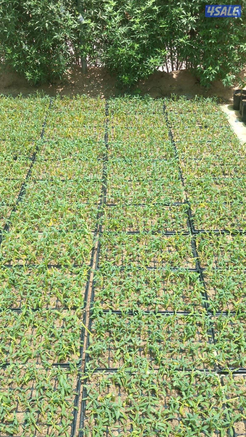 صينية نبات السيسيفيم الزاحف3