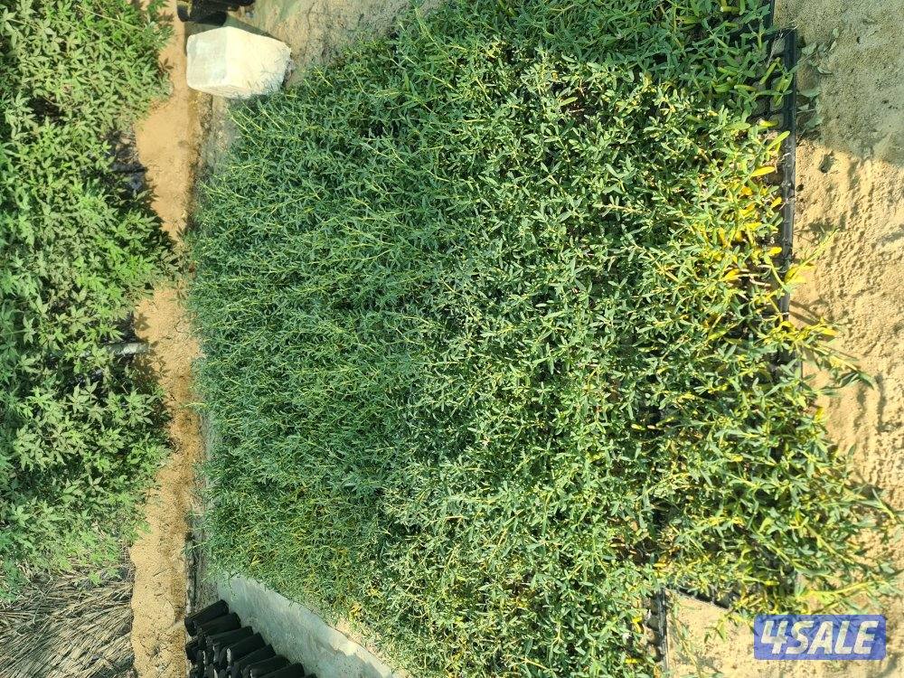 صينية نبات السيسيفيم الزاحف4