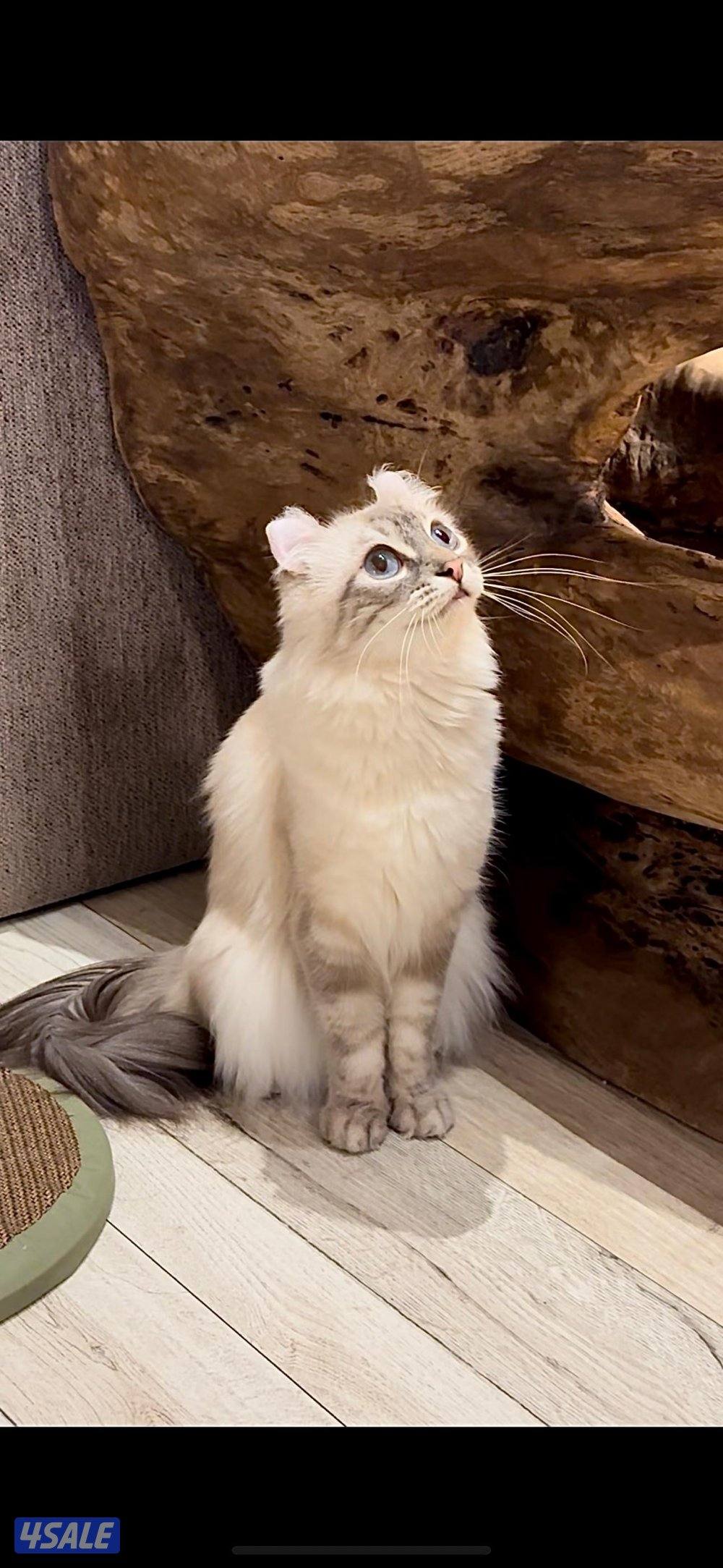 للبيع قطه فصيله نادره امريكان انثى العمر ٣ سنوات ماخذه كل التطعيمات0