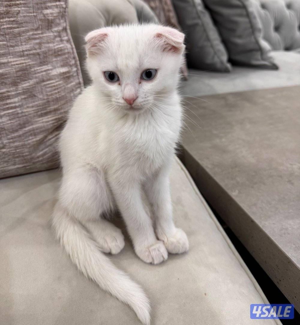 للتبني قطه For adoption0