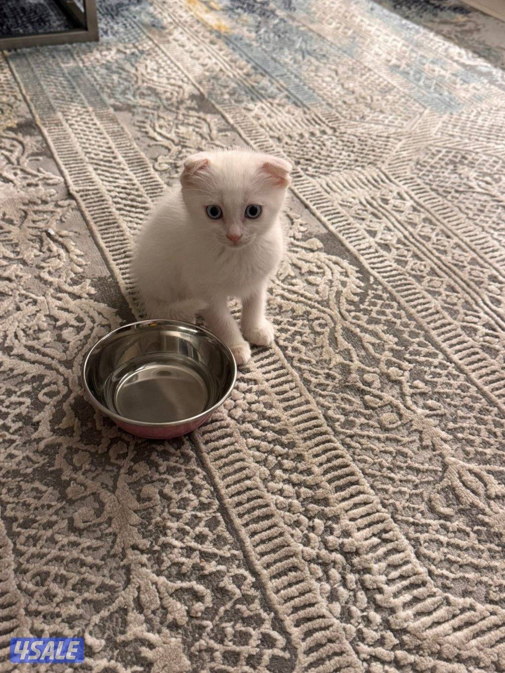 للتبني قطه For adoption1