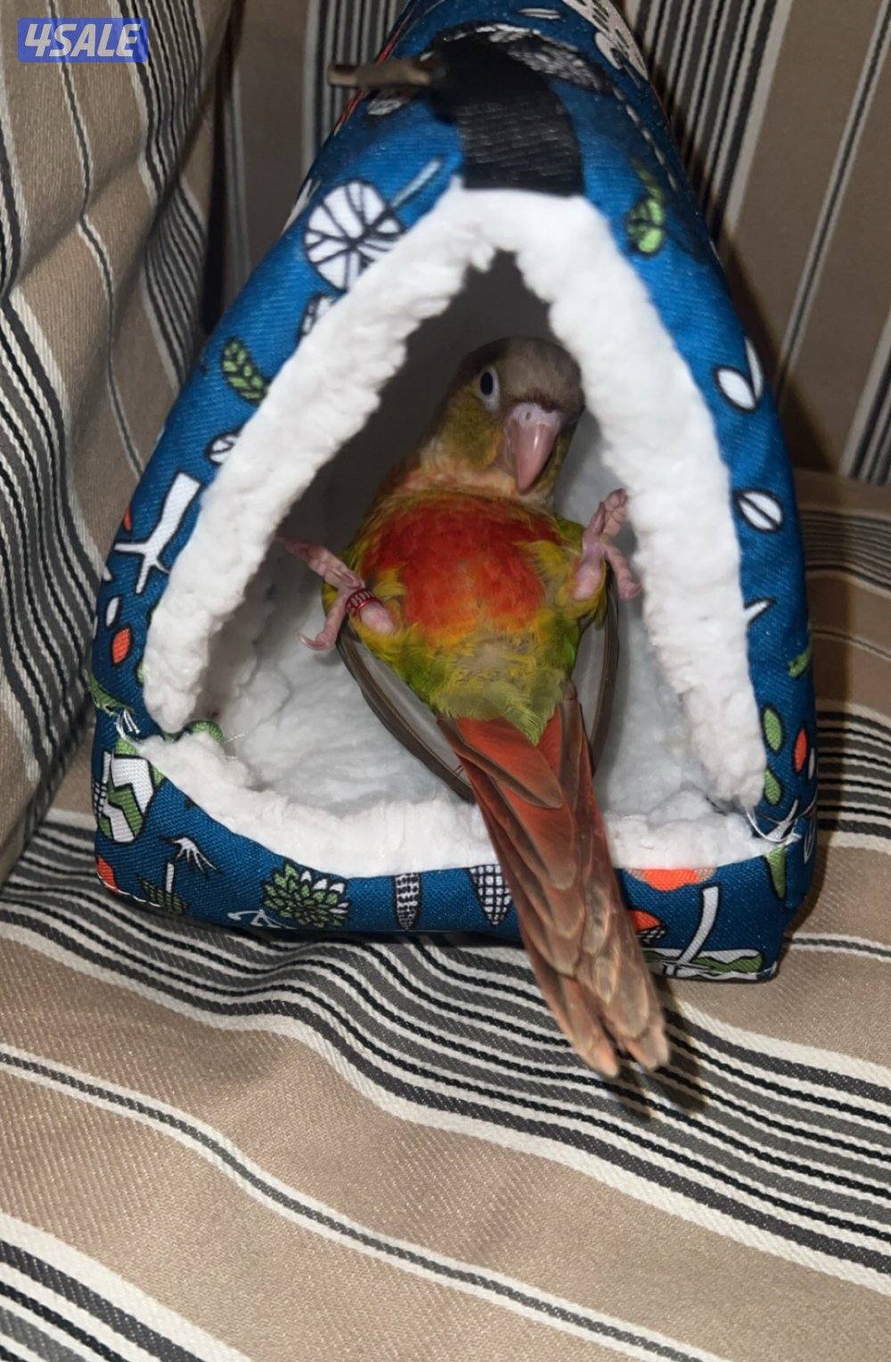 زوج كنيور ربوه0