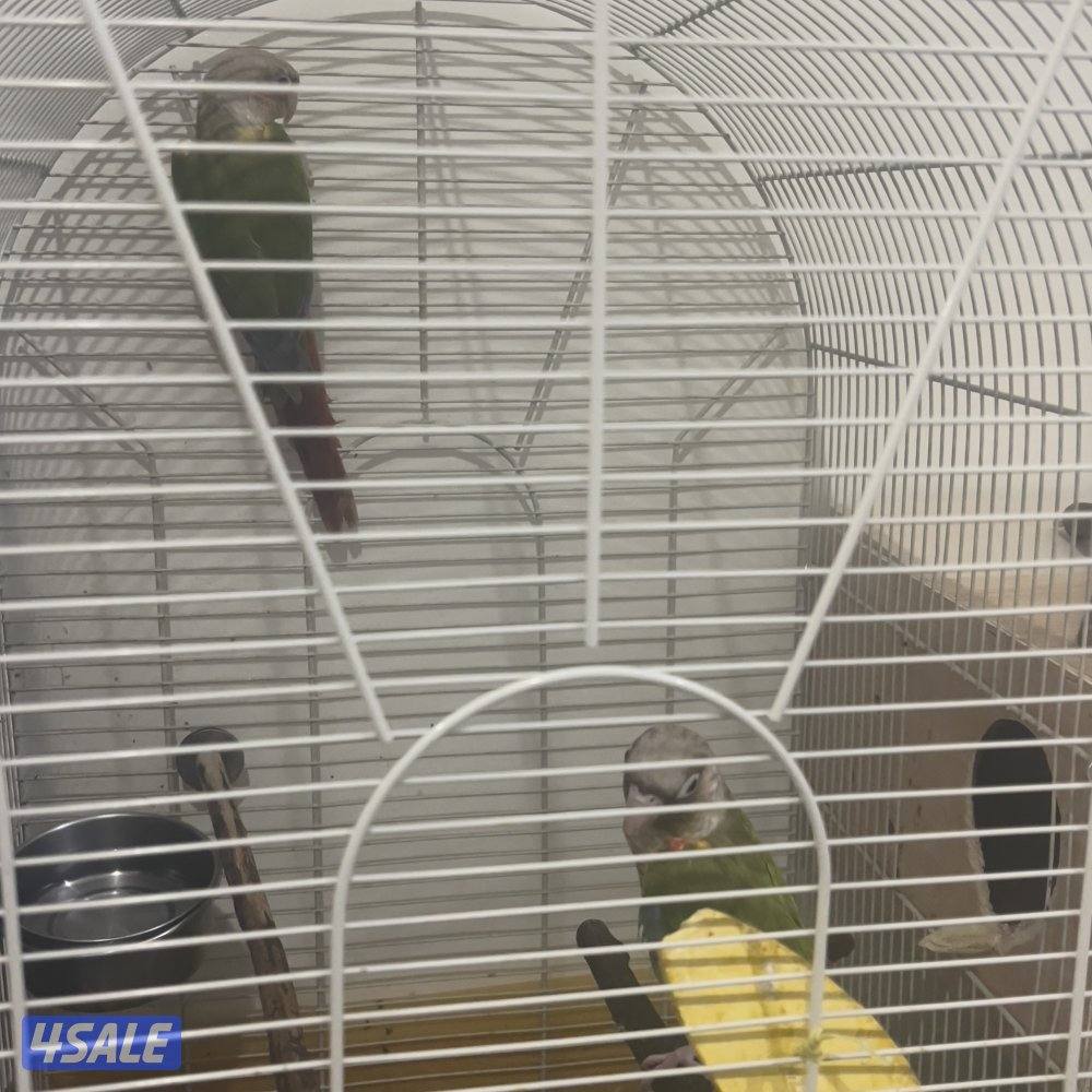 زوج كنيور ربوه1