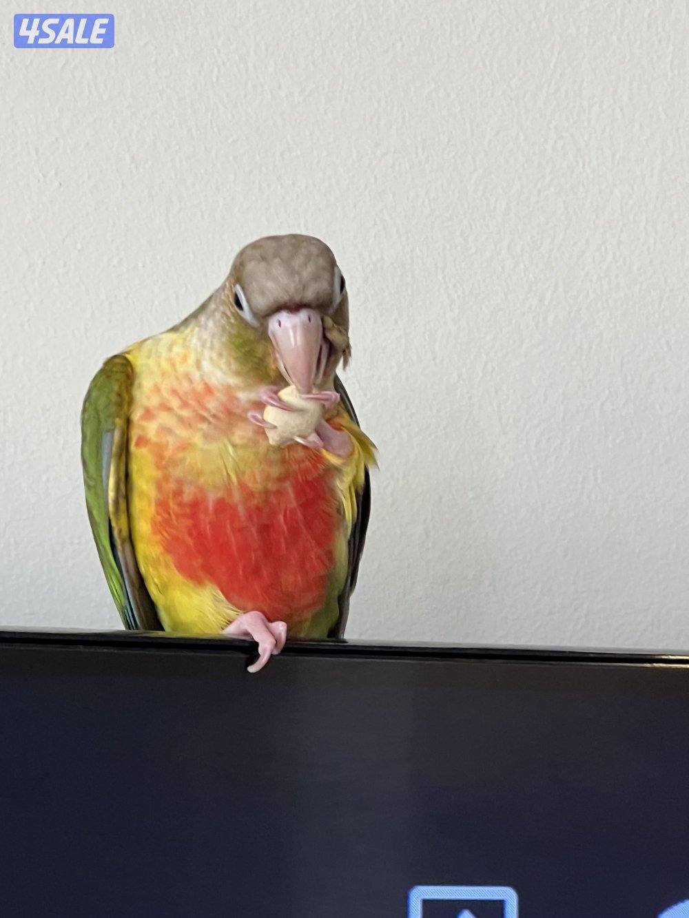 زوج كنيور ربوه2