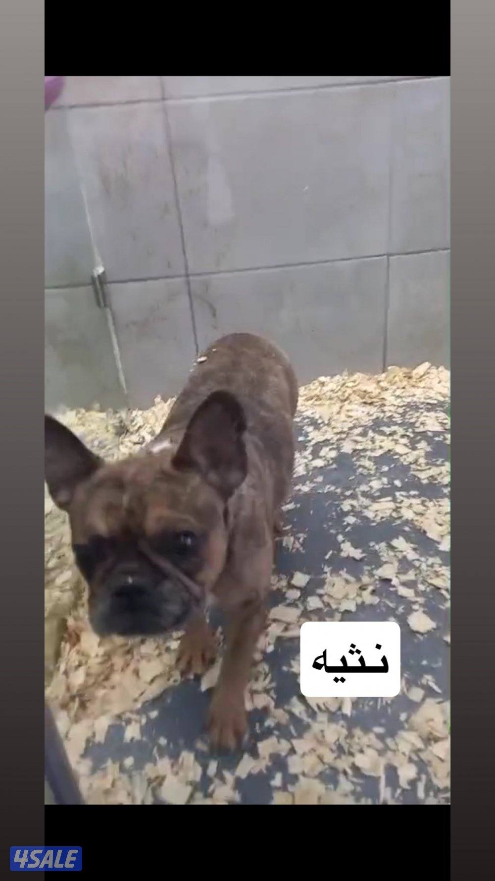 نثاي  فرنش بولدوق0