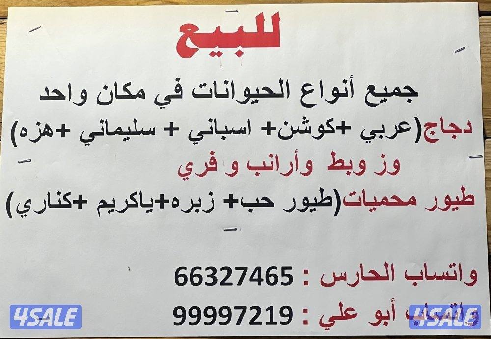 بشري لاهالى الوفره وصباح الاحمد وأم الهيمان  وفرنا1