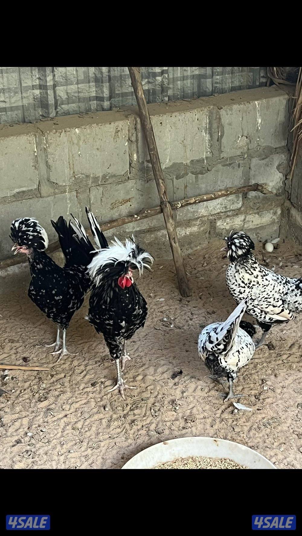 بشري لاهالى الوفره وصباح الاحمد وأم الهيمان  وفرنا2