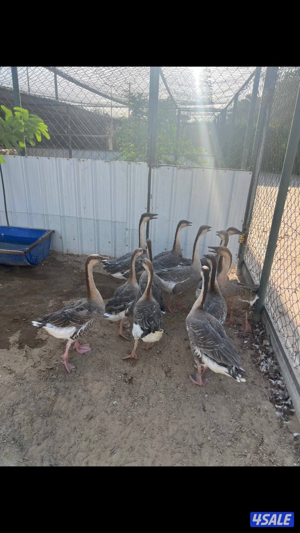 بشري لاهالى الوفره وصباح الاحمد وأم الهيمان  وفرنا3