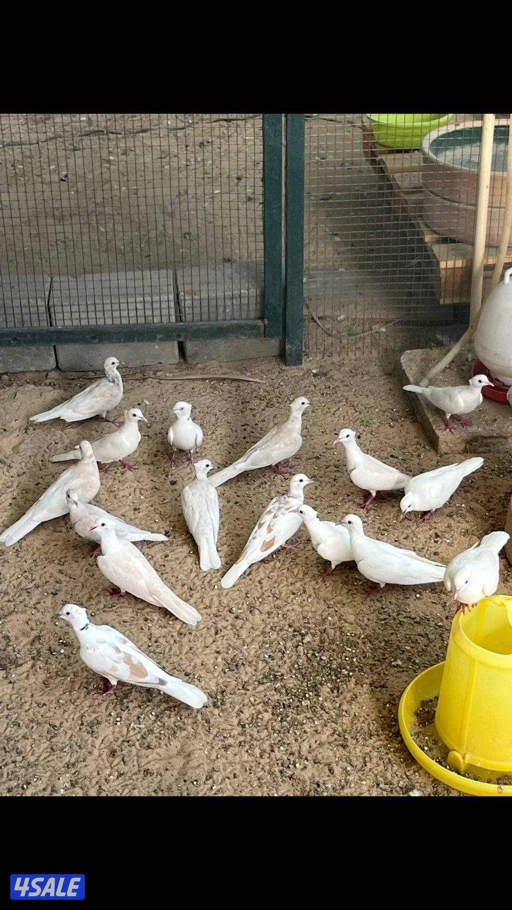 بشري لاهالى الوفره وصباح الاحمد وأم الهيمان  وفرنا6