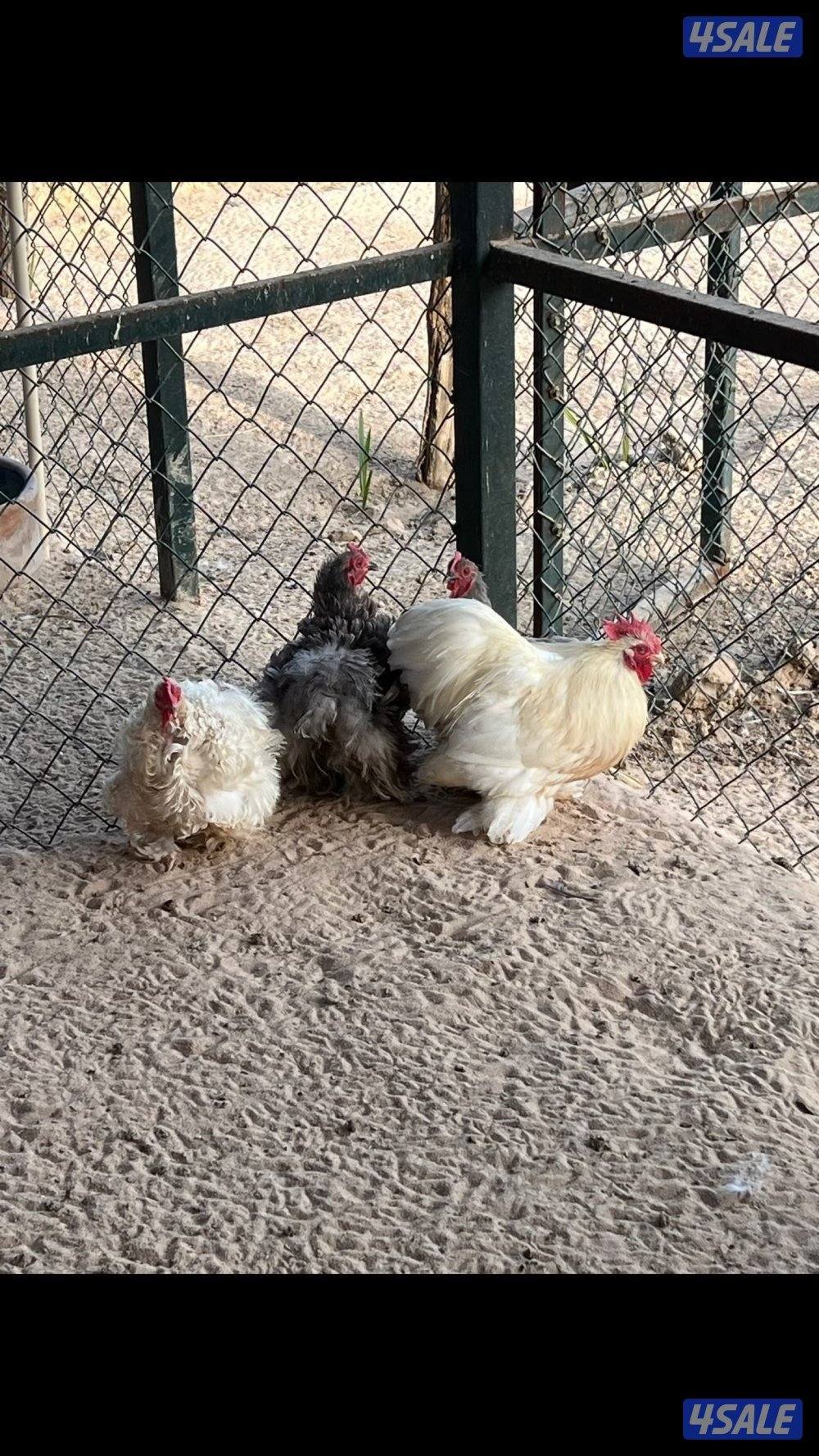 بشري لاهالى الوفره وصباح الاحمد وأم الهيمان  وفرنا7