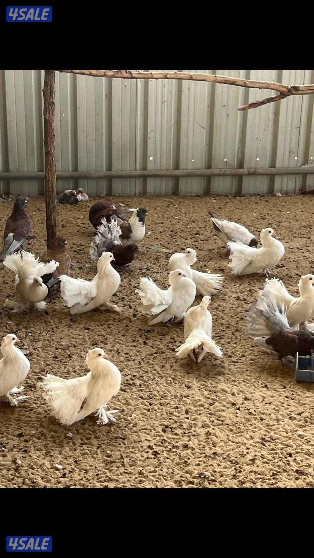 بشري لاهالى الوفره وصباح الاحمد وأم الهيمان  وفرنا10