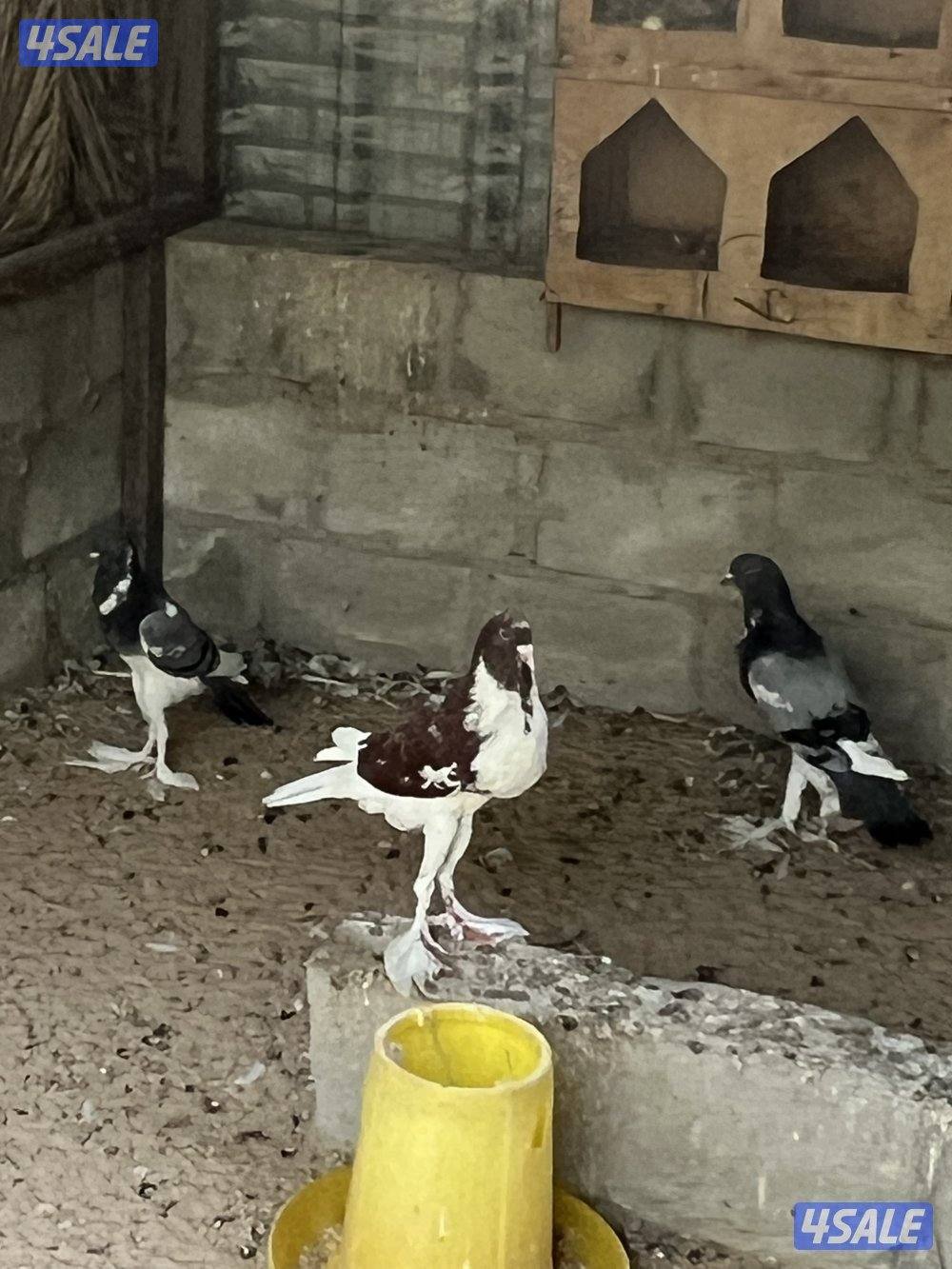 بشري لاهالى الوفره وصباح الاحمد وأم الهيمان  وفرنا9