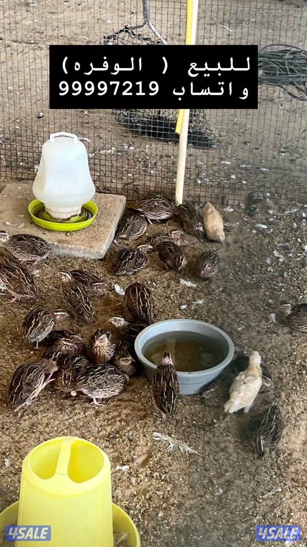 بشري لاهالى الوفره وصباح الاحمد وأم الهيمان  وفرنا13