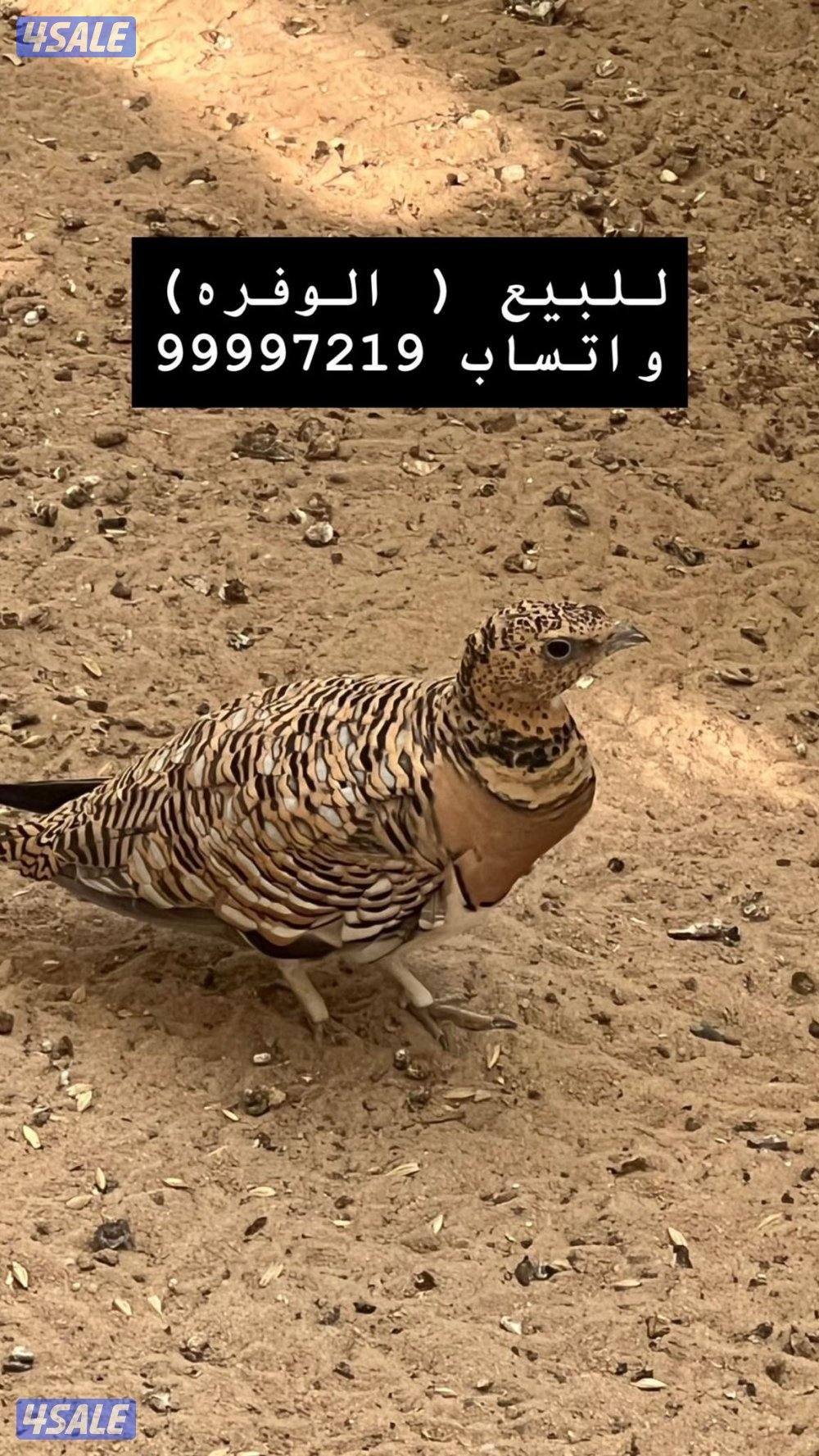 بشري لاهالى الوفره وصباح الاحمد وأم الهيمان  وفرنا14