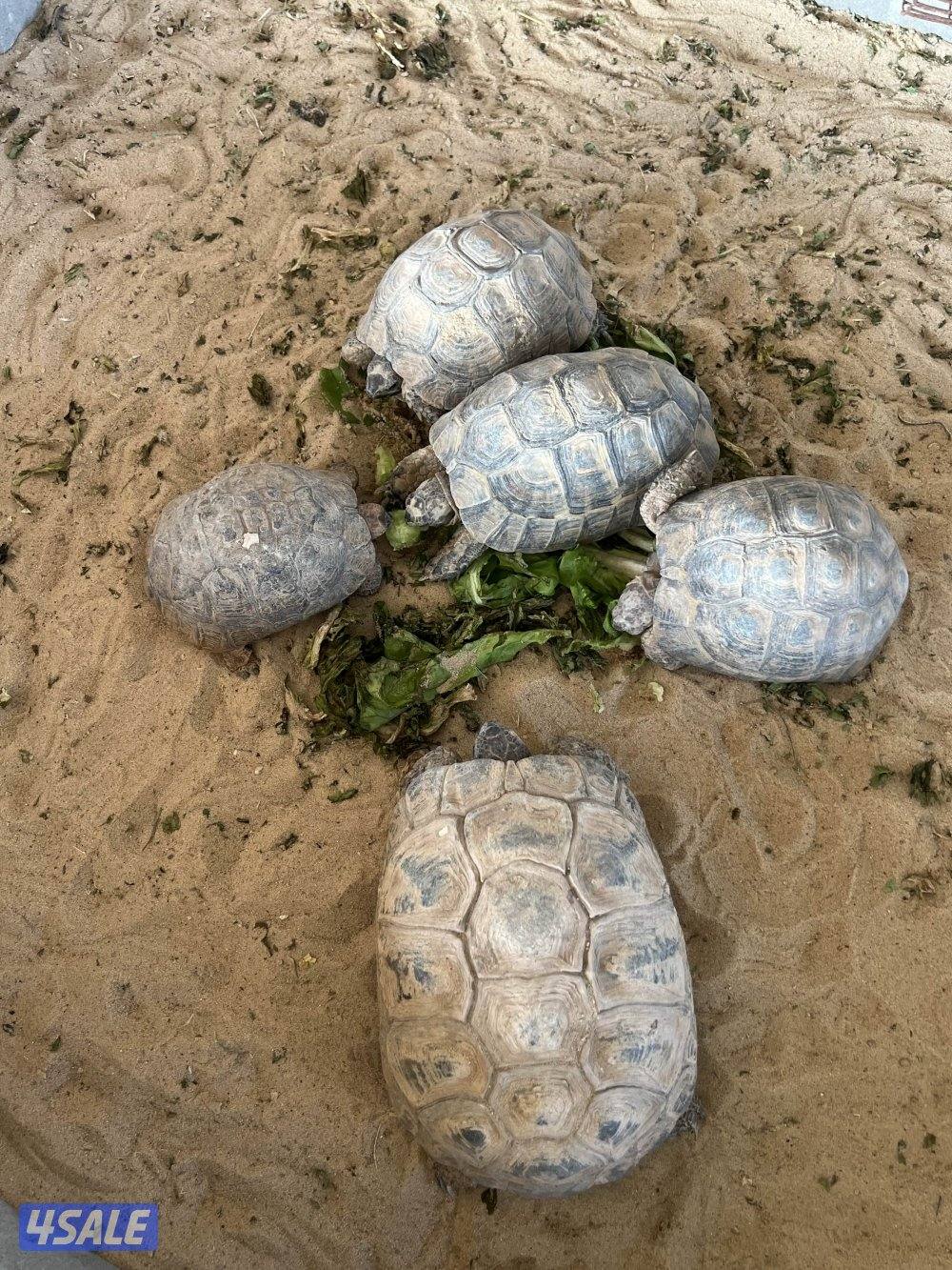 بشري لاهالى الوفره وصباح الاحمد وأم الهيمان  وفرنا15