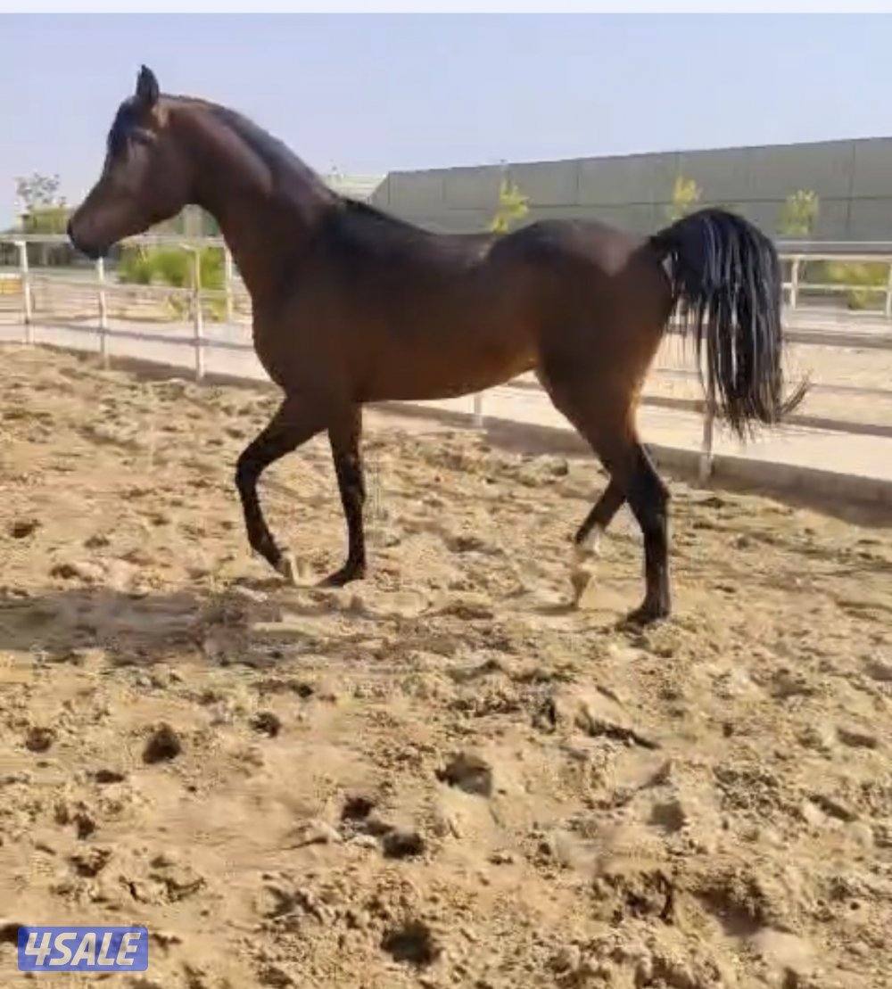 للبيع مهر مكس0