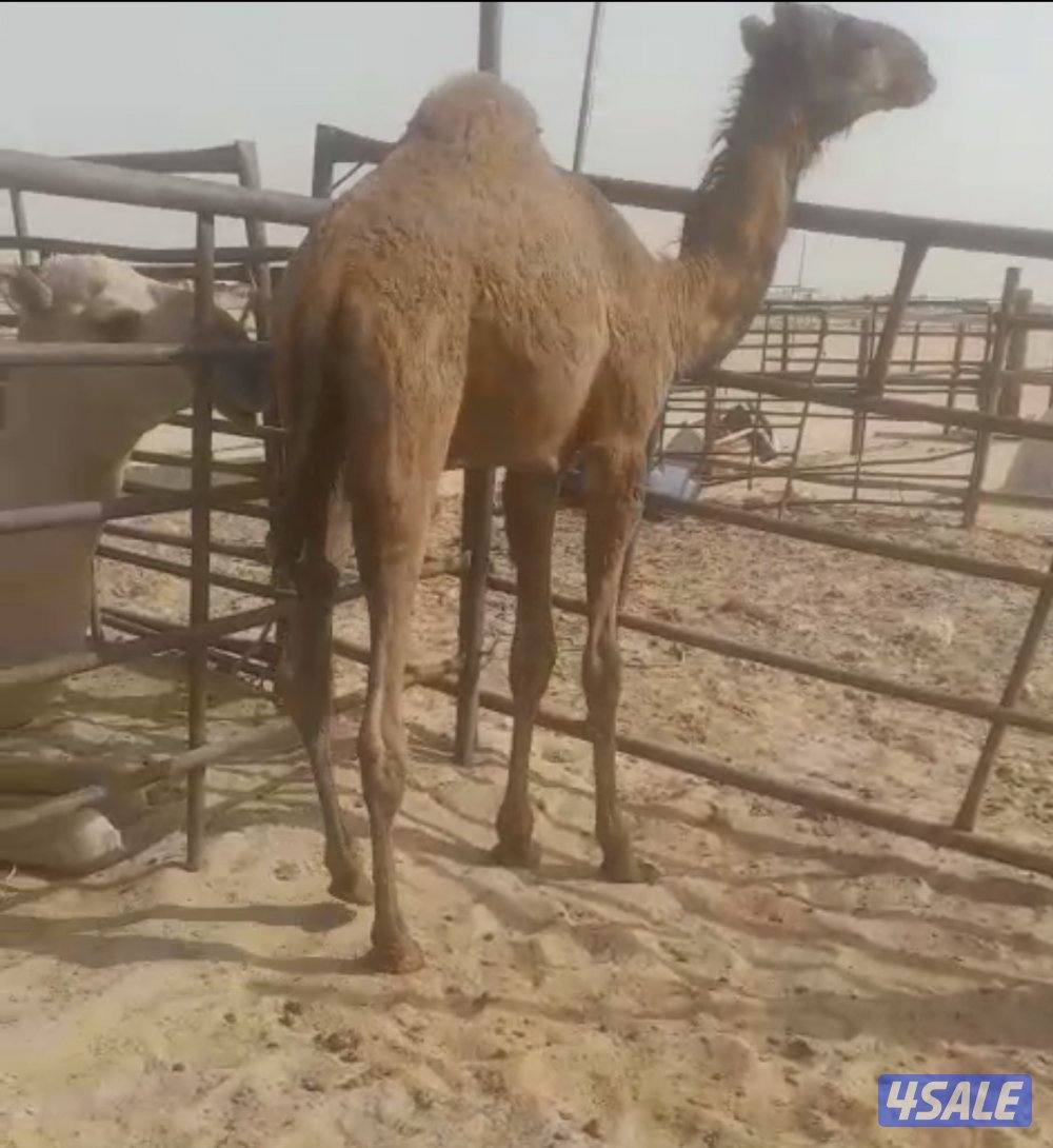 حاشي محلي يصلح هدو 3500