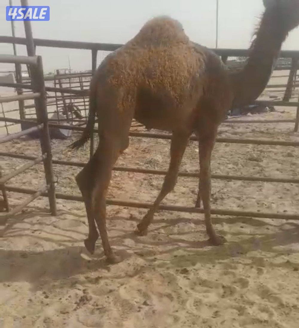 حاشي محلي يصلح هدو 3501