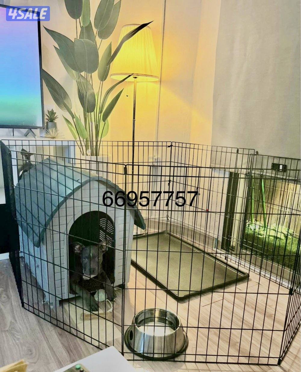 بيوت لحجم القطط وكلاب الزينه 🐶🐕🦺0